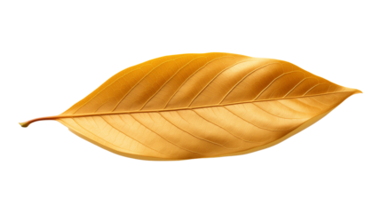 Golden brown leaf, isolated on transparent background