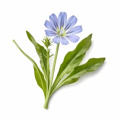 Fresh chicory plant with leaves on pure white backdrop