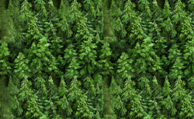 Aerial view of vibrant green shrubbery with symmetrical leaves forming a rich and dense pattern.