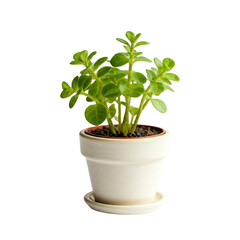 Potted Plant