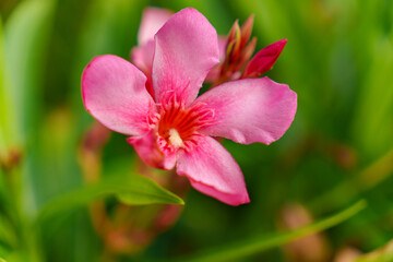 A stunning and beautiful Pink Nerium Oleander Flower in full and vibrant bloom right now