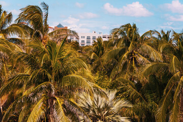 A stunning Tropical Paradise showcasing lush palm trees along with a beautiful resort background