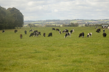 Group cow is eatting grass in nature farm at australia