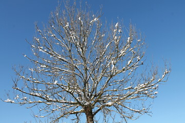 Verzweigung vor blau