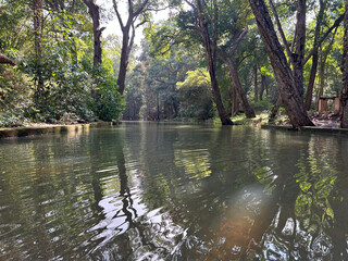 Forest with running water stream