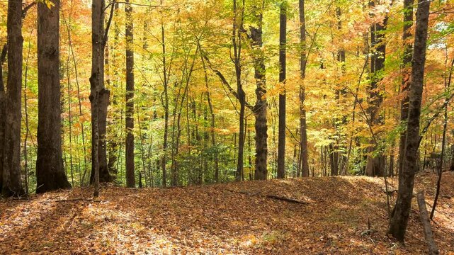 Dolly shot moving through the vibrant yellows of autumn colors in the Blue Ridge Mountains of North Carolina, USA.