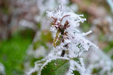 rose bushes covered with frost