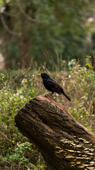 Vertical portrait of a blackbird perching on a cut tree trunk against a background of green vegetation