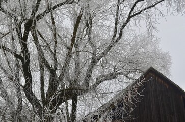 temperature drop, tree branches are covered with frost