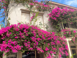 Flowers on a building. Branches of flowers growing on the house