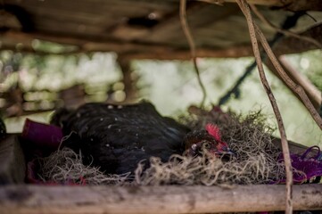 Close up of black hen incubating eggs. Hen looking at camera.	