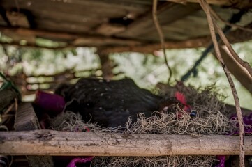 Close up of black hen incubating eggs. Hen looking at camera.	