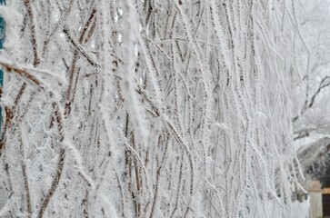 temperature drop, tree branches are covered with frost