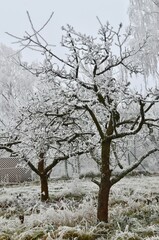 Fototapeta premium temperature drop, tree branches are covered with frost