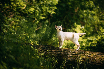 Obraz premium Sweet Devon Rex Cat Funny Curious Young White Devon Rex Meowing on tree trunk In forest. Short-haired Cat Of English Breed. Very Small Lovely Pets Lovely Cats