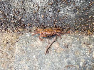 Crab in a gorge. Crab in a cave. A crab is frozen