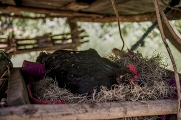 Close up of black hen incubating eggs. Hen looking at camera.	