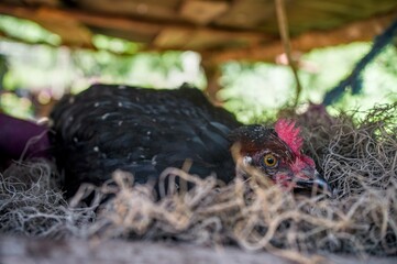 Close up of black hen incubating eggs. Hen looking at camera.	