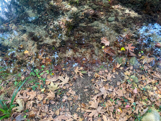 Fallen dry leaves in the puddle, on the ground