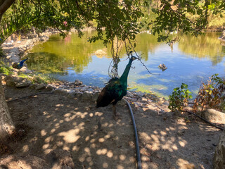 Peacocks walking on the shore of the lake
