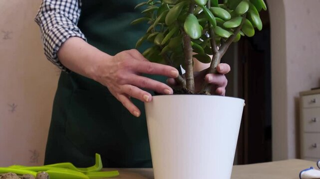 Woman transplants a houseplant into a large flower pot. Gardener pulls out a houseplant from an old pot for transplanting. Houseplant care, annual flower transplant.