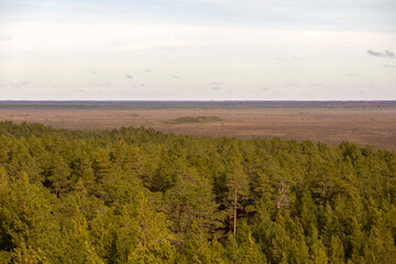 Fototapeta premium A vast swamp that stretches to the horizon and is surrounded by a green forest.