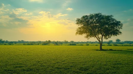 Green grass field lawn with tree and yellow sunlight against blue sky. Green Meadows Beautiful Journey Through Nature Great as a background, web banner