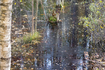 A small forest pond with dark water covered in fallen leaves and surrounding trees reflecting in the water.