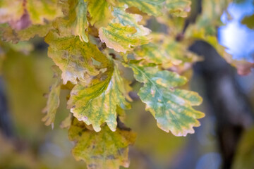 
Close-up of an oak tree leaf