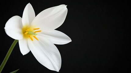 Fototapeta premium White flower centerpiece on black canvas, featuring a yellow stamen