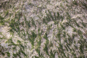 green moss on stone wall