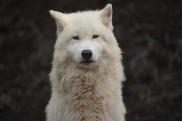 portrait of an arctic wolf