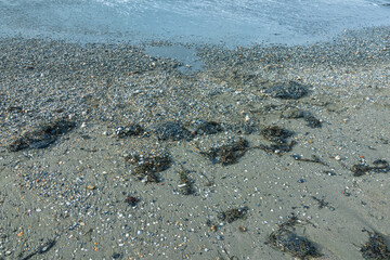 Fuel oil on a sandy beach. The spill of fuel oil in the sea leads to the death of animals and environmental pollution. An environmental disaster. Pollution of nature.