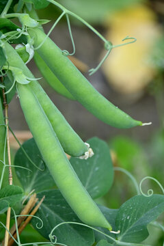 closeup the bunch green ripe peas plant growing in the farm with green pea pods soft focus natural green brown background.