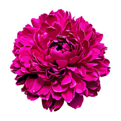 Obraz premium Beautiful large peony flower isolated vector illustration (4)