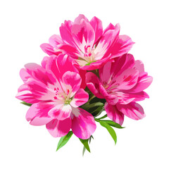 Obraz premium Godetia flower isolated A branch of beautiful pink vector illustration (3)