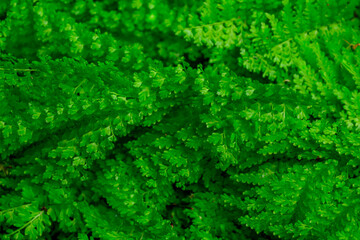 Closeup shot of ornamental plant