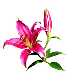 Naklejka premium Large flower and a bud of a bright red lily vector illustration (8)