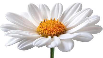 Vibrant yellow center surrounded by delicate white petals in a daisy flower image