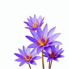 Purple water lilies  vector illustration (3)