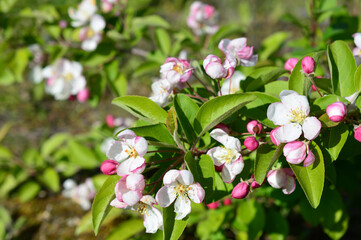 a blooming apple tree with pink flowers and green leaves spring background