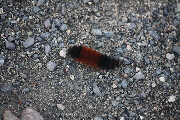 wooly bear caterpillar on a rocky background 