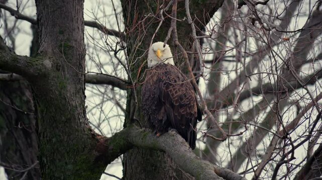 American Bald Eagles During Winter Migration