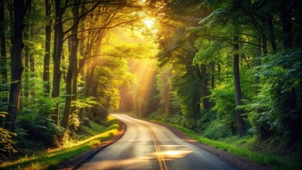 Obraz premium Sunlit Road Winding Through a Lush Green Forest Canopy