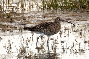 Eurasian Curlew (Numenius arquata) - Found in wetlands and mudflat -  spotted at Bull Island, Dublin.