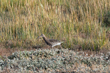Eurasian Curlew (Numenius arquata) - Found in wetlands and mudflat -  spotted at Bull Island, Dublin.