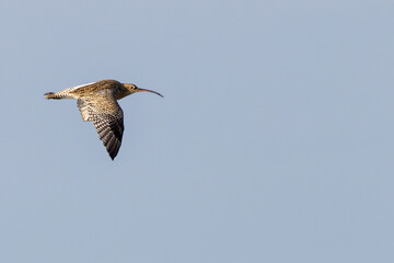 Eurasian Curlew (Numenius arquata) - Found in wetlands and mudflat -  spotted at Bull Island, Dublin.
