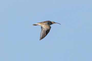 Eurasian Curlew (Numenius arquata) - Found in wetlands and mudflat -  spotted at Bull Island, Dublin.