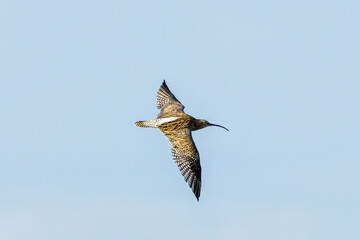 Eurasian Curlew (Numenius arquata) - Found in wetlands and mudflat -  spotted at Bull Island, Dublin.