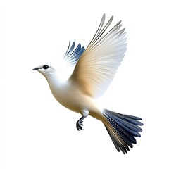 Obraz premium birds on a white background, white dove with black feathers in flight on a white isolated background